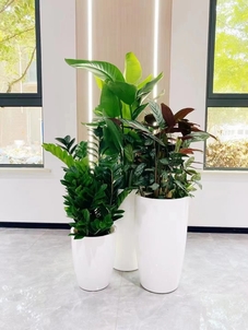 价格实惠的盆景出租,就在宁波余姚!